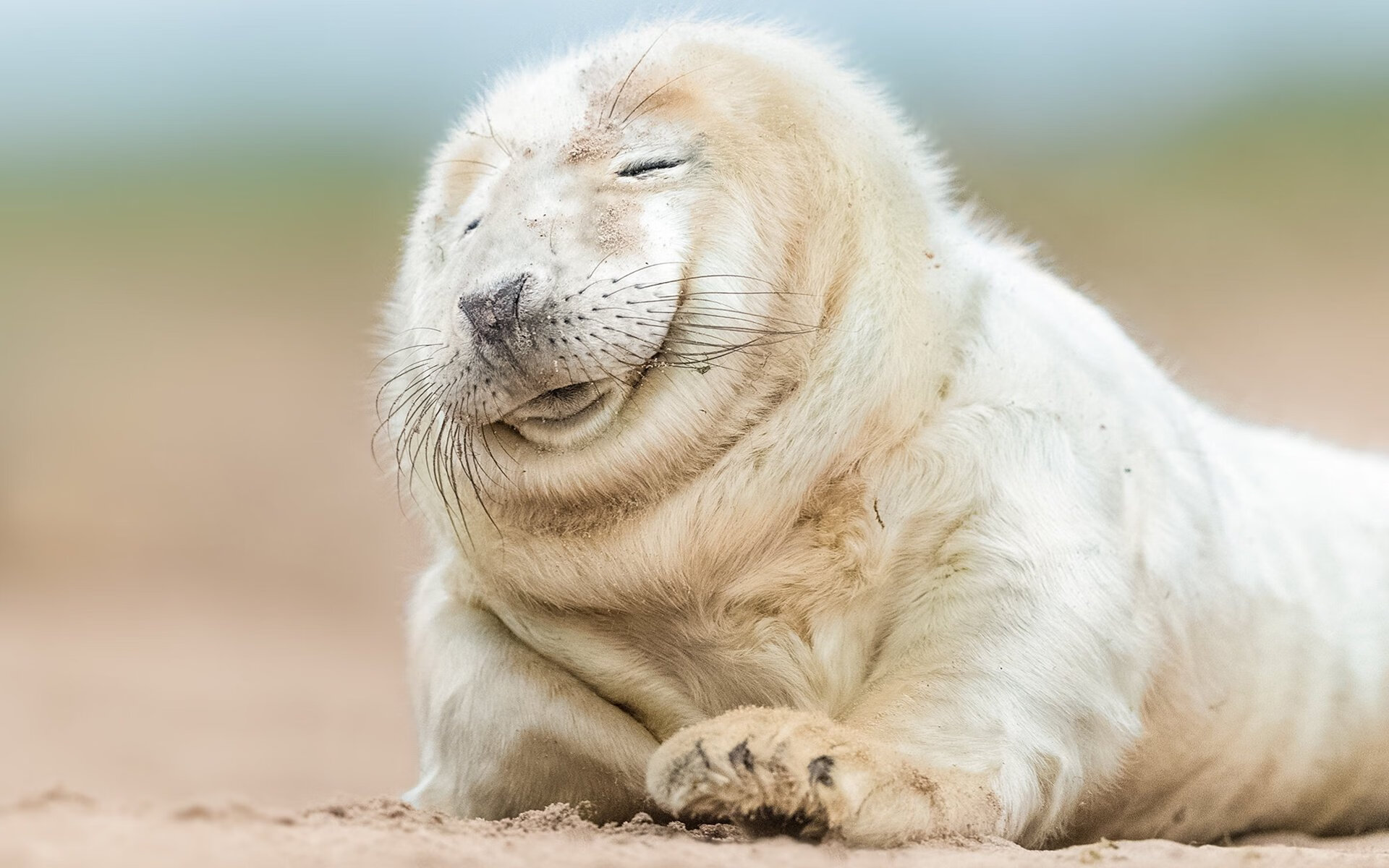 爱尔兰橄榄球政策创新，促进全民参与，爱尔兰体育项目