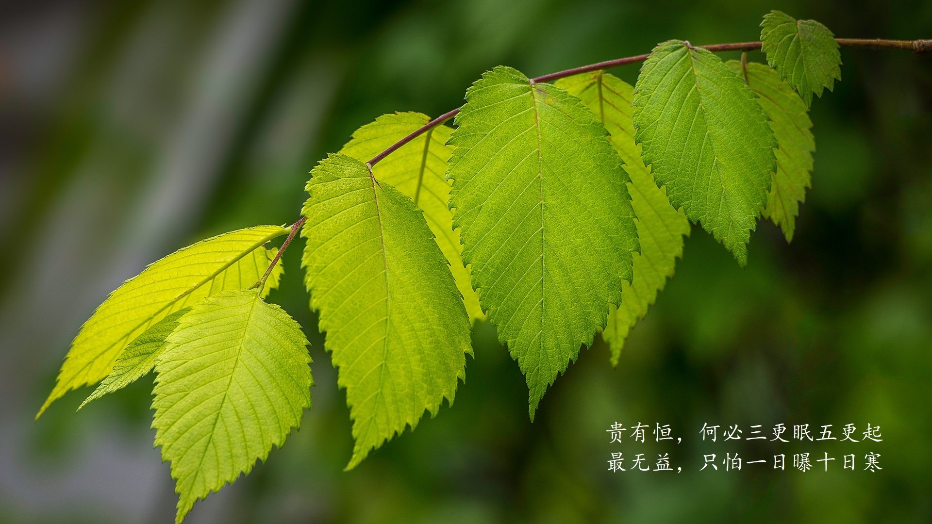 老鹰全员得分打出团队篮球风采，老鹰的球队